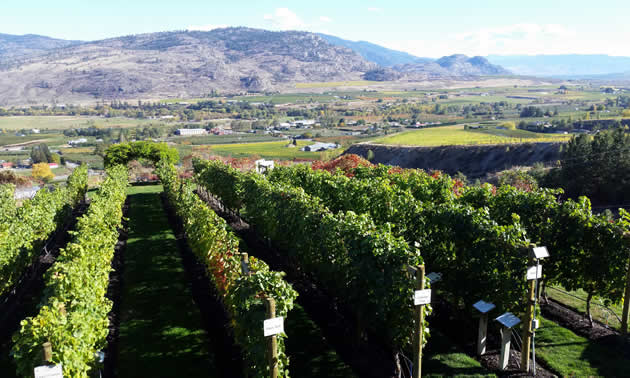 A winery in Osoyoos