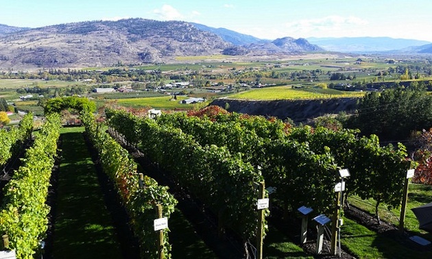 Stunning Osoyoos scenery is just part of the tour.