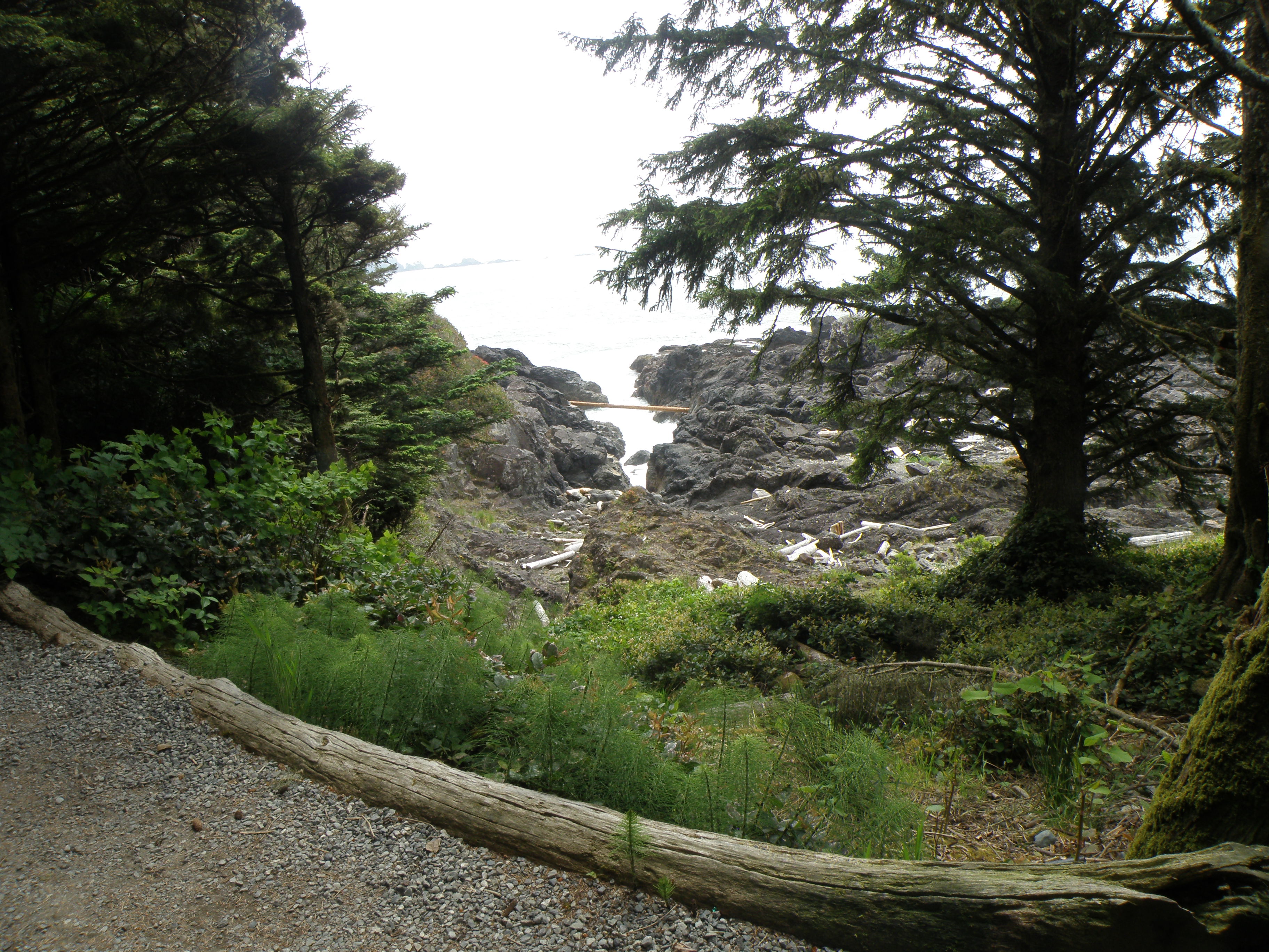 The Wild Pacific Trail on a misty day.