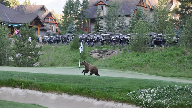 A grizzly bear streaks across a golf course. 