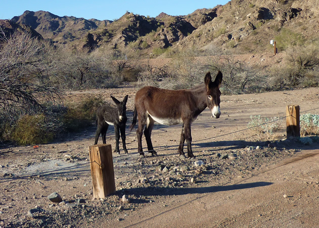 Wild Burros are now-feral remnants of the mining days in Parker Dam, California.