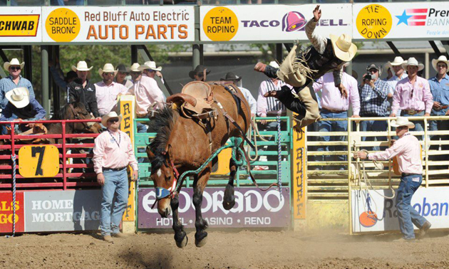rider bucked off horse at red bluff roundup