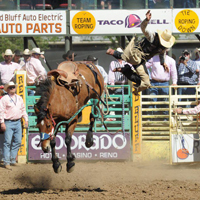 rider bucked off horse at red bluff roundup