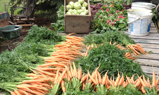 Borno Farms market garden near Vanderhoof, B.C.