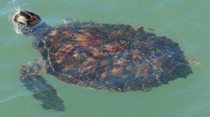 Atlantic Green Sea Turtles are among those found on South Padre Island, Texas.