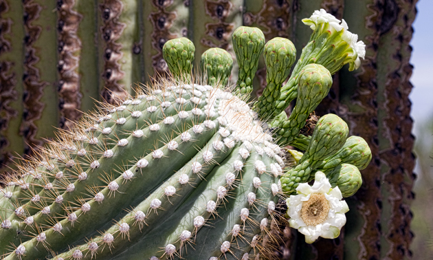 A seguaro cactus with buds.