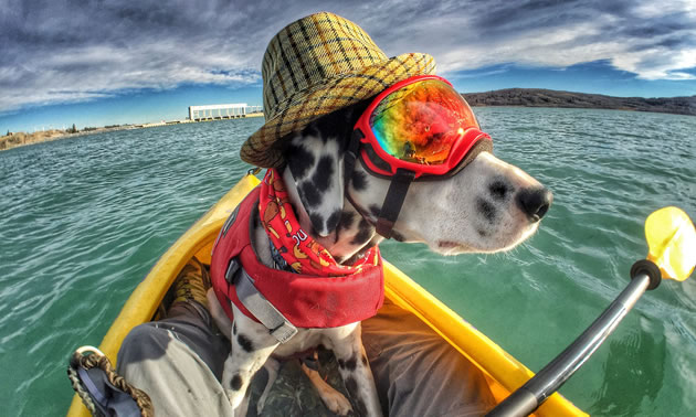 Shadow the Dalmatian is sitting in a kayak and wearing rainbow-coloured googles, a hat, a scarf and a life vest.