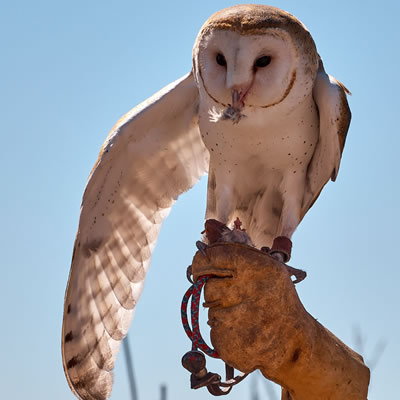 A barn owl is standing on a gloved hand at the owl demo at the Arizona-Sonoara Desert Museum in Tucson.