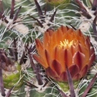 a flowering cactus