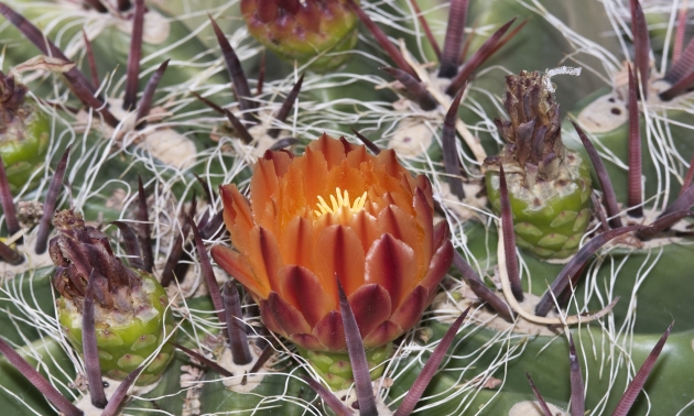 a flowering cactus