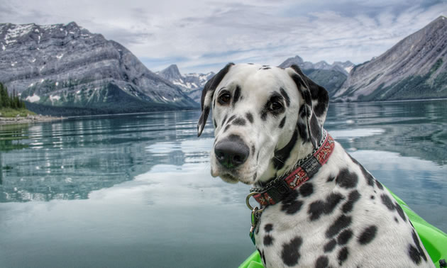 Traveler the Dalmatian is in the front of a kayak with gorgeous mountain views in the distance.