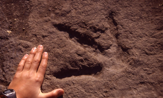 Dinosaur footprints found near Tumbler Ridge