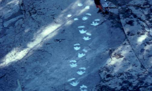 Dinosaur tracks show up better at night with a flashlight.