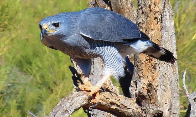 A gray hawk perched on a dead tree