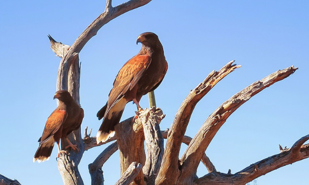 Some hawks perched on a dead tree