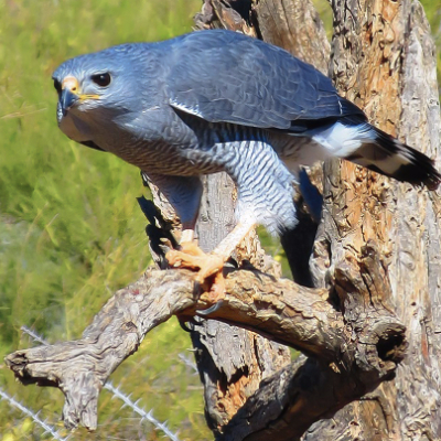 A gray hawk perched on a dead tree