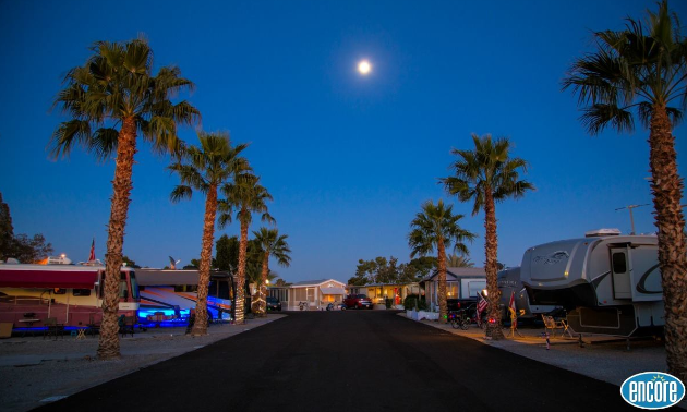 Palm trees down a road at an Encore RV Resort