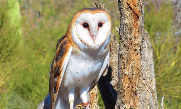 A barn owl perched on a dead tree