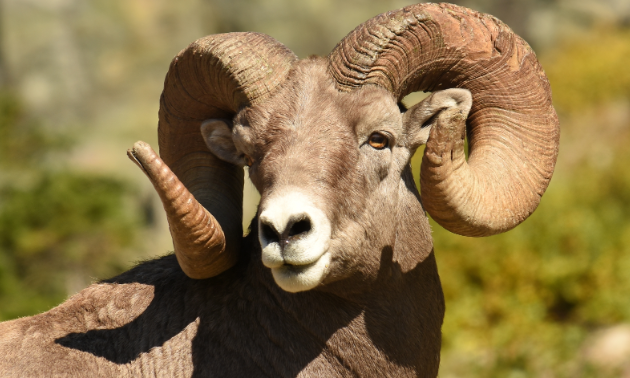 California bighorn sheep