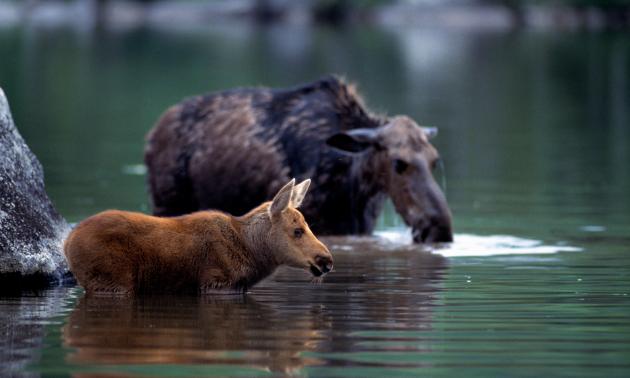 A cow moose and her calf in a river