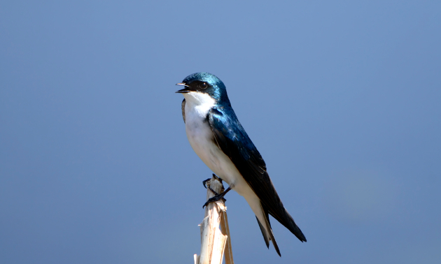 Tree swallow at McQueen's Slough