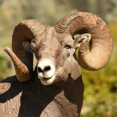 California bighorn sheep