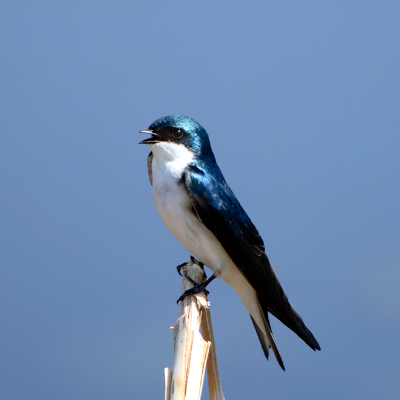 Tree swallow at McQueen's Slough