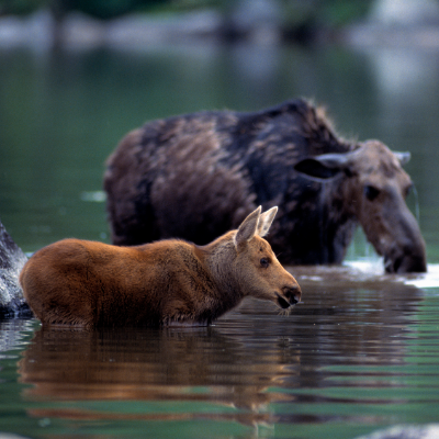 A cow moose and her calf in a river