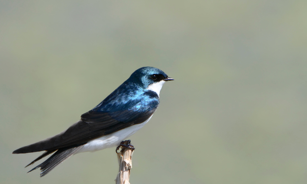 Tree swallow at McQueen's Slough