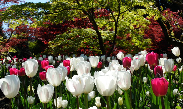 Red and white tulips are beautiful against a backdrop of assorted colourful maples.