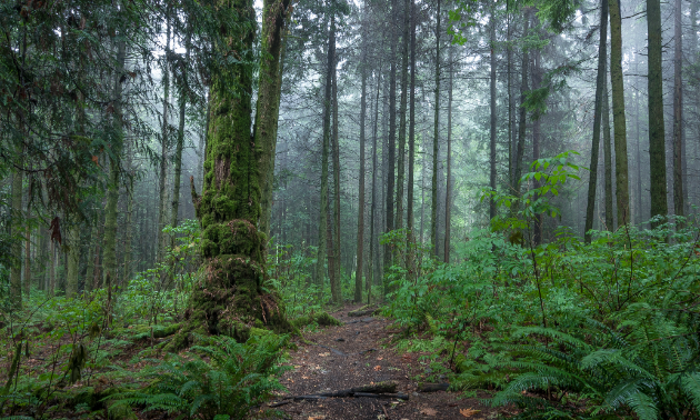 Stanley Park greenery
