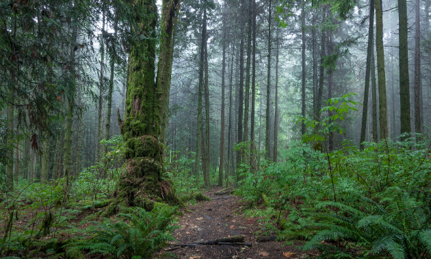 Stanley Park greenery 