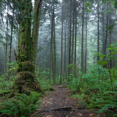 Stanley Park greenery 