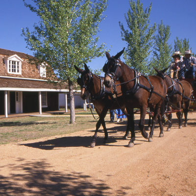 Horses pulling a cart in front of one of Fort Verde's historic buildings.