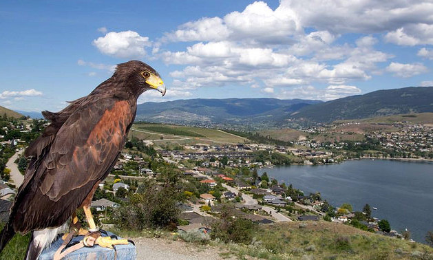 A raptor sitting on a stump overlooking the Okanagan valley