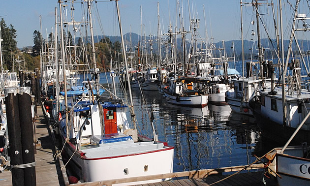 At Sooke Government Wharf on Vancouver Island fishing boats are parked alongside a dock.