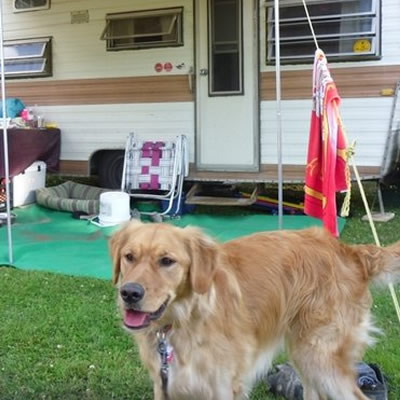 Vintage scamper camper in background, with handsome Golden Retriever dog in foreground. 
