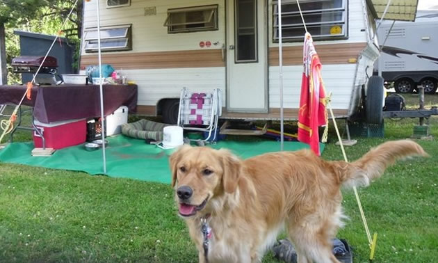 Vintage scamper camper in background, with handsome Golden Retriever dog in foreground. 