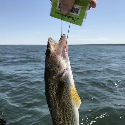 If you don’t get the walleye draw you want, Alberta has several undersubscribed draws you can get without reducing your draw points. This Pigeon Lake fish is the smallest draw class––under 43 centimetres. 
