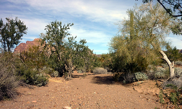A wash is a part of Arizona desert landscape, such as here at Kofa National Wildlife Refuge.