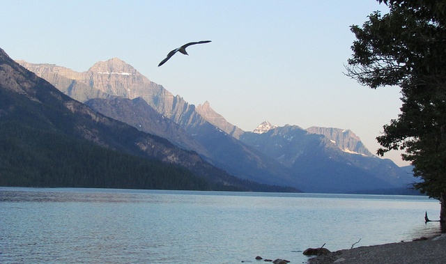 A lone bird flying over Waterton Lake in Waterton National park at sunset. 