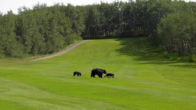 A mama bear and her two cubs amble across the Waterton Lake Golf Course. 
