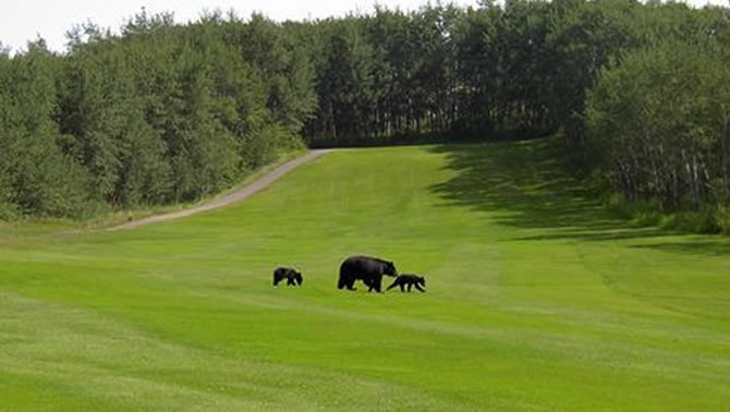 A mama bear and her two cubs amble across the Waterton Lake Golf Course.