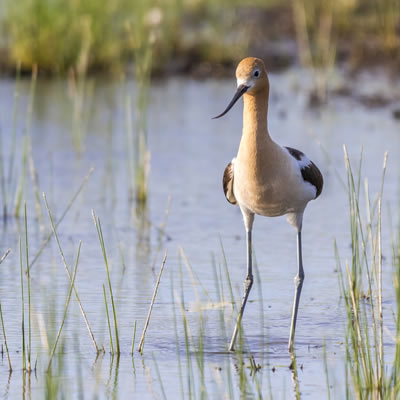 Larger wetlands with a wide band of mud and riparian area are more likely to be home to shorebirds like the American Avocet.