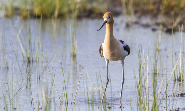 Larger wetlands with a wide band of mud and riparian area are more likely to be home to shorebirds like the American Avocet.