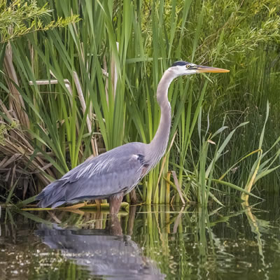 Blue Heron are patient hunters. (Or are they fishers?)