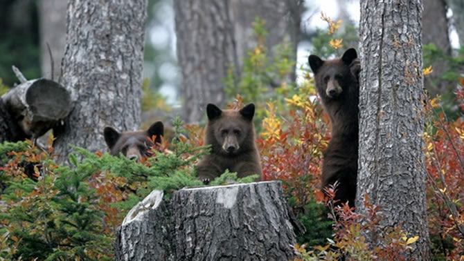 A trio of curious black bears peeking over a log in an autumn forest.
