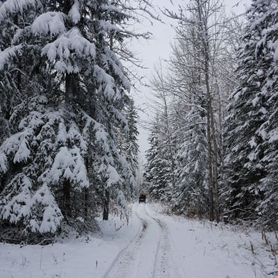 This trail is in the Windfall area, where the Whitecourt ATV Club has acquired Temporary Field Authorization to ride while they work on more permanent trails.