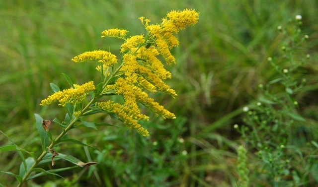 The bright yellow flowers of the Canadian Goldenrod.