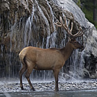 elk gathered under a waterfall in Fort Nelson, BC's RV area